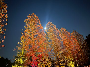 NAKED 紅葉の新宿御苑2023に投稿された画像（2023/11/27）