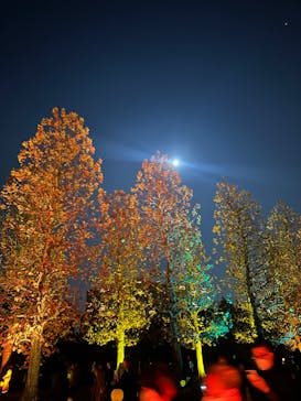 NAKED 紅葉の新宿御苑2023に投稿された画像（2023/11/27）