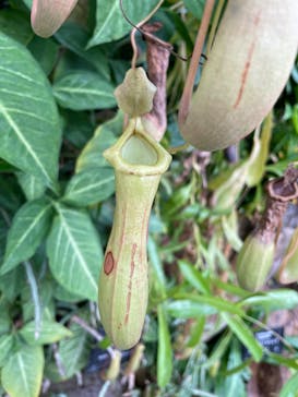 淡路ファームパーク イングランドの丘に投稿された画像（2023/11/27）