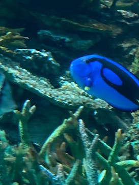 名古屋港水族館に投稿された画像（2023/11/27）