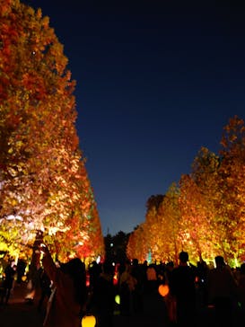 NAKED 紅葉の新宿御苑2023に投稿された画像（2023/11/27）