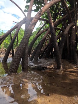 西表島 ADVENTURE PiPi（アドベンチャーピピ）に投稿された画像（2023/11/27）