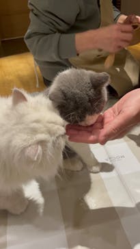 猫カフェモカ　新宿店に投稿された画像（2023/11/27）