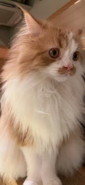 猫カフェモカ　新宿店に投稿された画像（2023/11/27）