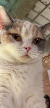 猫カフェモカ　新宿店に投稿された画像（2023/11/27）