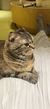 猫カフェモカ　新宿店に投稿された画像（2023/11/27）