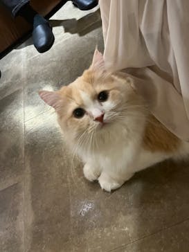 猫カフェモカ　新宿店に投稿された画像（2023/11/27）