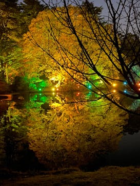 NAKED 紅葉の新宿御苑2023に投稿された画像（2023/11/27）