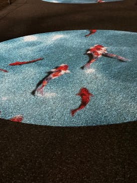 姫路城（イベント）に投稿された画像（2023/11/27）