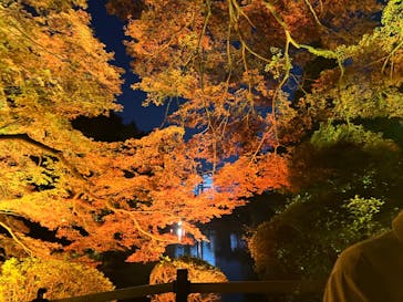 NAKED 紅葉の新宿御苑2023に投稿された画像（2023/11/27）