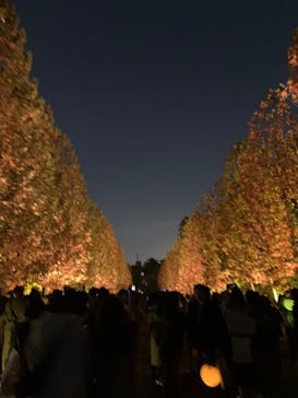 NAKED 紅葉の新宿御苑2023に投稿された画像（2023/11/27）