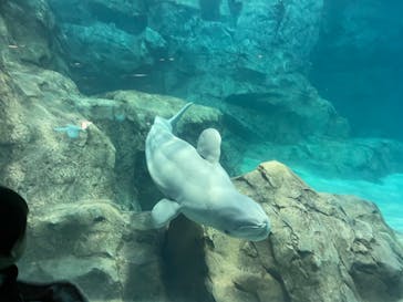 名古屋港水族館に投稿された画像（2023/11/27）