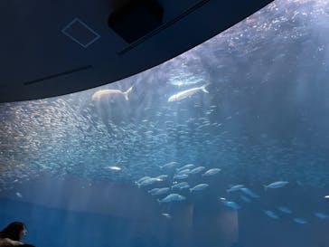名古屋港水族館に投稿された画像（2023/11/27）
