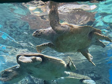 名古屋港水族館に投稿された画像（2023/11/27）