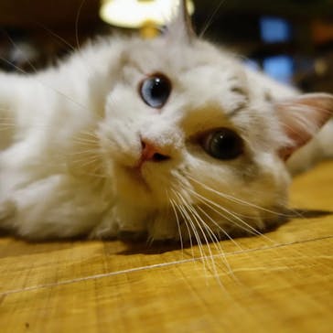 猫カフェモカ　新宿店に投稿された画像（2023/11/27）