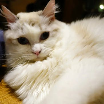 猫カフェモカ　新宿店に投稿された画像（2023/11/27）