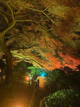 NAKED 紅葉の新宿御苑2023に投稿された画像（2023/11/27）