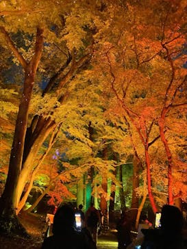 NAKED 紅葉の新宿御苑2023に投稿された画像（2023/11/27）