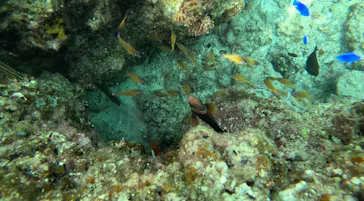 武藤潜水に投稿された画像（2023/11/28）