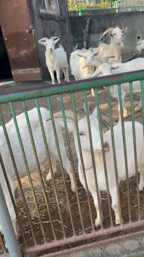 日立市かみね動物園に投稿された画像（2023/11/28）