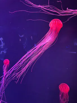 すみだ水族館に投稿された画像（2023/11/28）