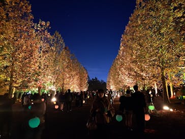 NAKED 紅葉の新宿御苑2023に投稿された画像（2023/11/28）