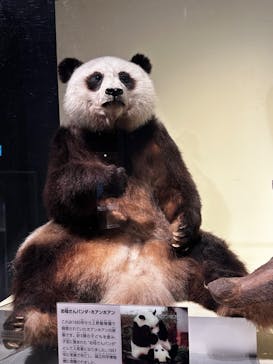 国立科学博物館に投稿された画像（2023/11/28）