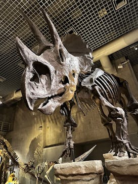 国立科学博物館に投稿された画像（2023/11/28）