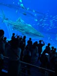 沖縄美ら海水族館に投稿された画像（2023/11/28）