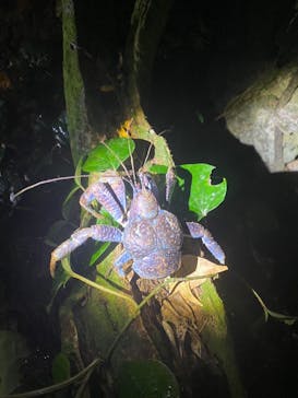 宮古島 ADVENTURE PiPi（ミヤコジマ アドベンチャー ピピ）に投稿された画像（2023/11/28）