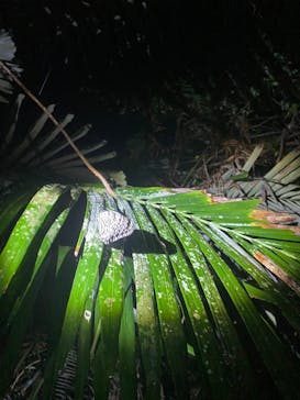 宮古島 ADVENTURE PiPi（ミヤコジマ アドベンチャー ピピ）に投稿された画像（2023/11/28）