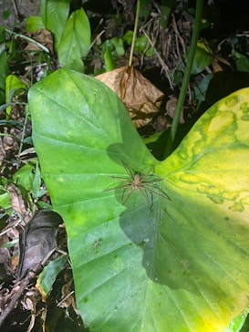 宮古島 ADVENTURE PiPi（ミヤコジマ アドベンチャー ピピ）に投稿された画像（2023/11/28）