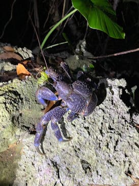 宮古島 ADVENTURE PiPi（ミヤコジマ アドベンチャー ピピ）に投稿された画像（2023/11/28）