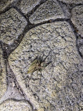 宮古島 ADVENTURE PiPi（ミヤコジマ アドベンチャー ピピ）に投稿された画像（2023/11/28）