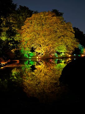 NAKED 紅葉の新宿御苑2023に投稿された画像（2023/11/28）