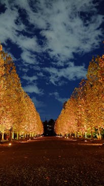 NAKED 紅葉の新宿御苑2023に投稿された画像（2023/11/28）