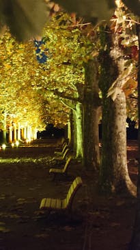 NAKED 紅葉の新宿御苑2023に投稿された画像（2023/11/28）