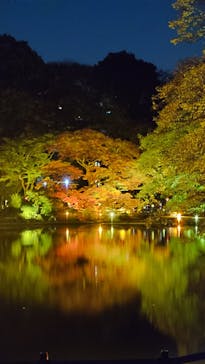 NAKED 紅葉の新宿御苑2023に投稿された画像（2023/11/28）