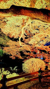 NAKED 紅葉の新宿御苑2023に投稿された画像（2023/11/28）