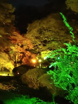 NAKED 紅葉の新宿御苑2023に投稿された画像（2023/11/28）