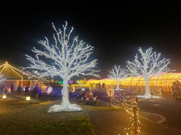 東京メガイルミに投稿された画像（2023/11/28）