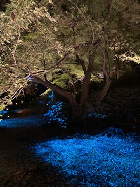 六義園に投稿された画像（2023/11/28）