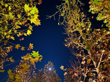 NAKED 紅葉の新宿御苑2023に投稿された画像（2023/11/28）