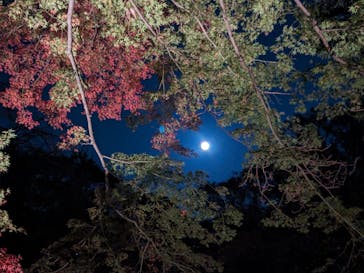 六義園に投稿された画像（2023/11/28）