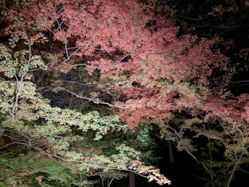 六義園に投稿された画像（2023/11/28）