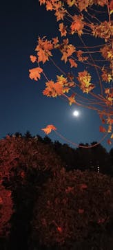 NAKED 紅葉の新宿御苑2023に投稿された画像（2023/11/28）