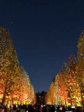 NAKED 紅葉の新宿御苑2023に投稿された画像（2023/11/28）