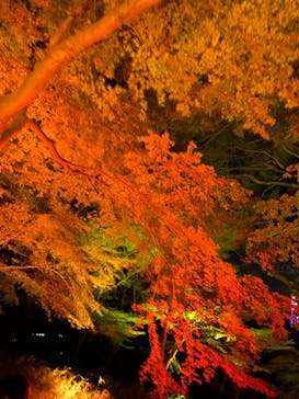 NAKED 紅葉の新宿御苑2023に投稿された画像（2023/11/28）