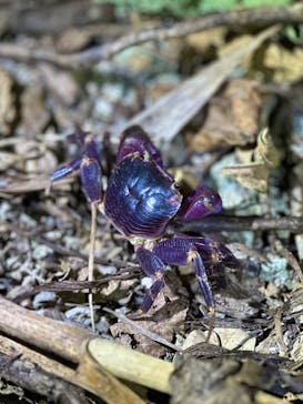 宮古島 ADVENTURE PiPi（ミヤコジマ アドベンチャー ピピ）に投稿された画像（2023/11/28）