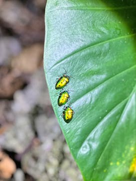 宮古島 ADVENTURE PiPi（ミヤコジマ アドベンチャー ピピ）に投稿された画像（2023/11/28）